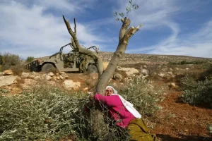 afp salem olive tree palestine 2005