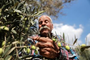 reuters 2021 palestine olive harvest min 0