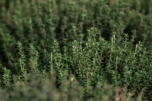 thyme afp plant