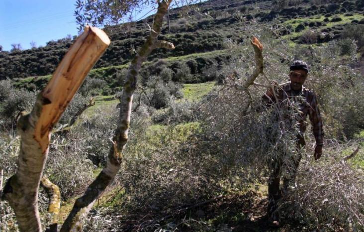 Israeli Occupation Uproots Trees in Silwan