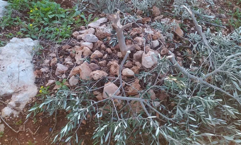 Israeli settlers uprooted 65 olive trees in the Palestinian-owned lands in Kafr Al-Deik village, south of occupied Salfit.