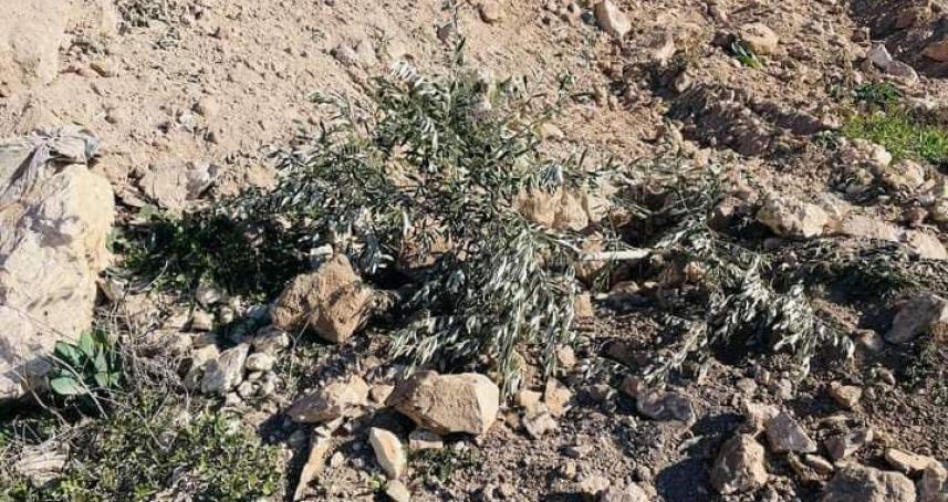 Israeli settlers uprooted hundreds of Palestinian olive trees from the Palestinian-owned lands in Jit village, east of the northern occupied West Bank city of Qalqilya on Sunday, January 22, 2023.