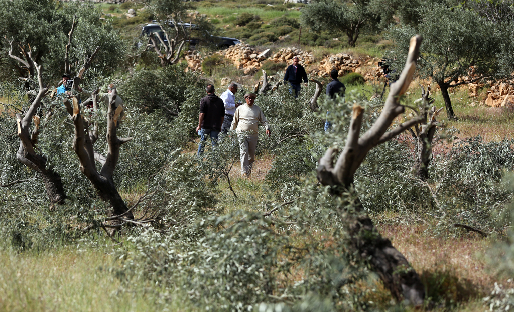Colonial Israeli settlers cut down olive saplings owned by Palestinian residents in the village of Al-Laban Al-Sharqiya, south of Nablus