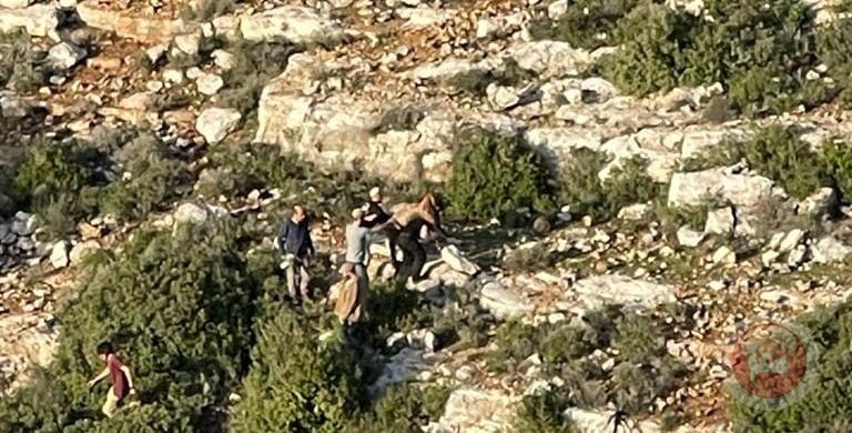 Israeli settlers stole a number of sheep from the Palestinian lands in Qarawet Bani Hassan town, west of the occupied West Bank city of Salfit.