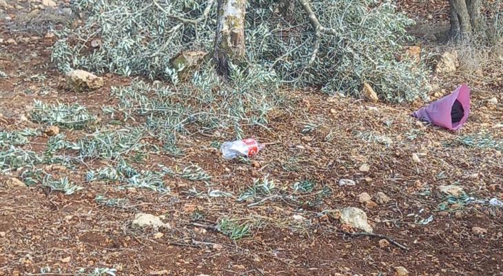 Israeli settlers uprooted about 70 Palestinian olive trees in occupied Bethlehem