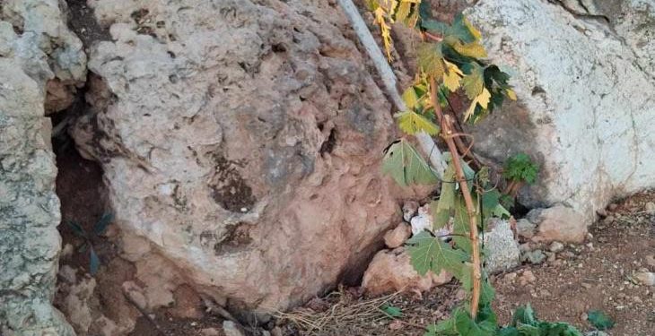 Israeli Settlers Uproot Dozens of Grapevines in Hebron