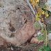 Israeli Settlers Uproot Dozens of Grapevines in Hebron