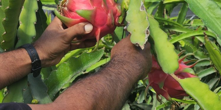 Pictures|| Dragon Fruit Harvest Season Starts in Gaza
