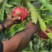 Pictures|| Dragon Fruit Harvest Season Starts in Gaza