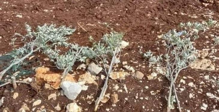 Israeli Settlers Uproot 150 Olive Trees in West Bank Attack