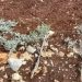 Israeli Settlers Uproot 150 Olive Trees in West Bank Attack