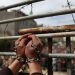 Israeli Occupation Court Transfers Palestinian to Administrative Detention