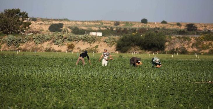 Israeli Troops Attack Palestinian Farmers in Eastern Gaza