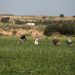 Israeli Troops Attack Palestinian Farmers in Eastern Gaza