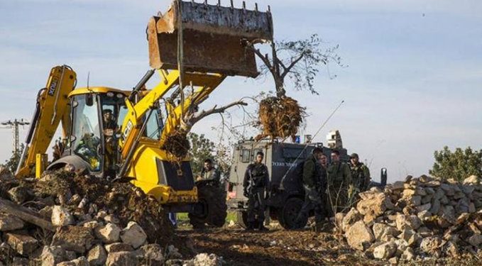 The Israeli occupation forces continued their violations of the rights of the Palestinian farmers in the occupied West Bank, as they uprooted dozens of olive saplings and razed agricultural lands in the town of Kafr al-Dik, west of Salfit, on Wednesday.