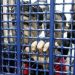Dire Situation in Israeli Prisons as Palestinian Administrative Detainees Go on Hunger Strike
