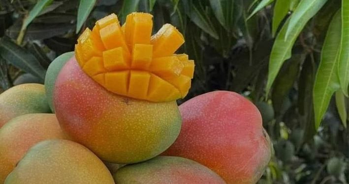 Mango Harvest Season in Qalqilya