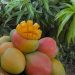Mango Harvest Season in Qalqilya