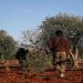 Israeli Settlers Destroy Olive Trees near Qaryut Village, Nablus