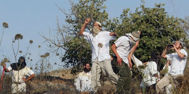 Israeli settlers have once again targeted Palestinian olive groves, uprooting and destroying dozens of mature olive trees belonging to two Palestinian brothers in the village of Yasouf, east of Salfit in the West Bank.