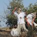 Israeli settlers have once again targeted Palestinian olive groves, uprooting and destroying dozens of mature olive trees belonging to two Palestinian brothers in the village of Yasouf, east of Salfit in the West Bank.