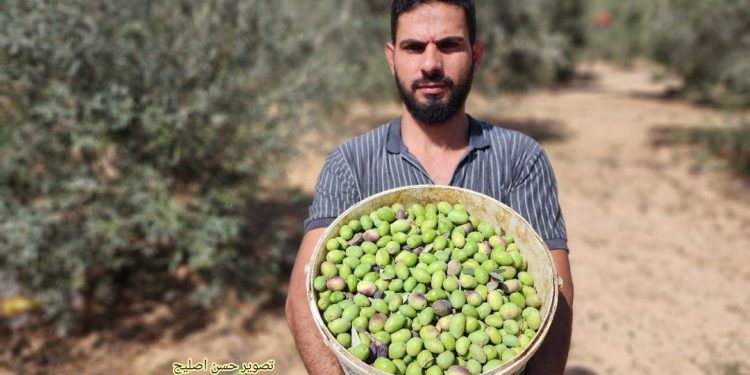 Pictures|| Olive Harvest Season Starts in Gaza
