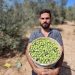 Pictures|| Olive Harvest Season Starts in Gaza