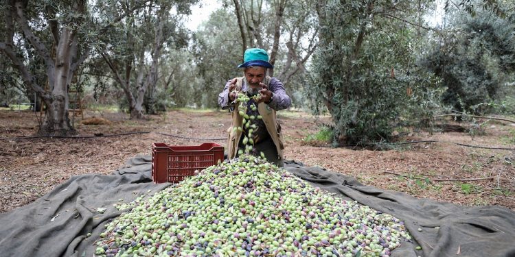 Palestinian farmers in the Gaza Strip are braving a multitude of challenges as they begin the annual olive harvest season.