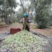 Palestinian farmers in the Gaza Strip are braving a multitude of challenges as they begin the annual olive harvest season.