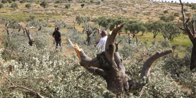 Settlers Cut Down 60 Fruitful Olive Trees in Harvest Season