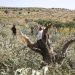 Settlers Cut Down 60 Fruitful Olive Trees in Harvest Season