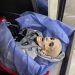 Emaciated Palestinian Boy Al-Kafarneh Dies of Hunger Due to Israeli Starvation War