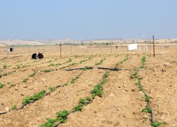 UN: Over Half of Gaza’s Farmland Devastated by Israeli Offensive