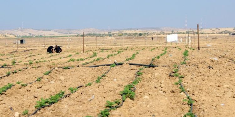 UN: Over Half of Gaza’s Farmland Devastated by Israeli Offensive
