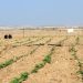 UN: Over Half of Gaza’s Farmland Devastated by Israeli Offensive
