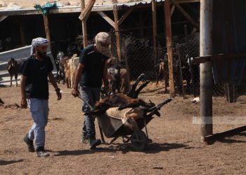 Israeli settlers poison sheep in Jericho village
