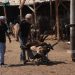 Israeli settlers poison sheep in Jericho village