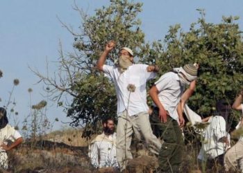 Israeli Settlers Continue to Crack Down on Palestinian Olives’ Harvesters