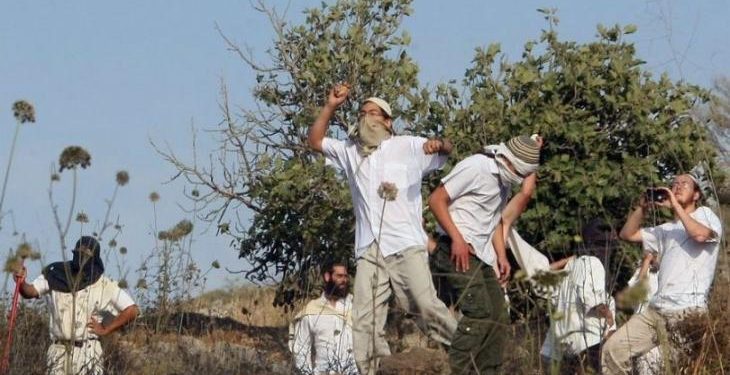 Israeli Settlers Continue to Crack Down on Palestinian Olives’ Harvesters