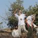 Israeli Settlers Continue to Crack Down on Palestinian Olives’ Harvesters