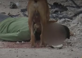 Cats, Dogs Ravage Gazans’ Bodies in Streats Amid Israeli Attack on Civil Defense 