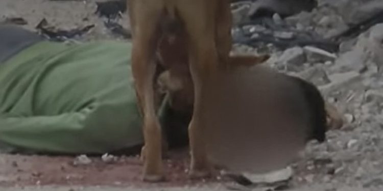 Cats, Dogs Ravage Gazans’ Bodies in Streats Amid Israeli Attack on Civil Defense 