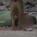 Cats, Dogs Ravage Gazans’ Bodies in Streats Amid Israeli Attack on Civil Defense 