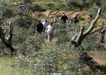 Israeli Settlers Uproot 180 Trees in West Bank Village