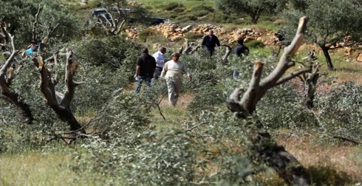 Israeli Settlers Uproot 180 Trees in West Bank Village