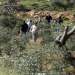 Israeli Settlers Uproot 180 Trees in West Bank Village