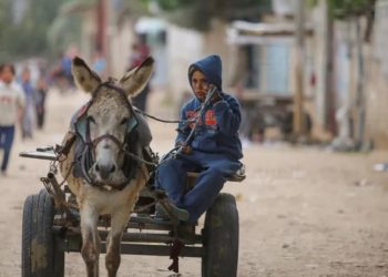Israeli Forces Seize Donkeys from Gaza, France Welcomes Them as Symbols of Compassion