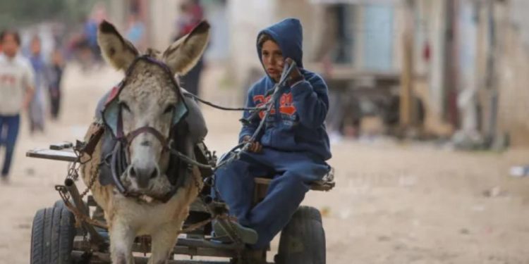 Israeli Forces Seize Donkeys from Gaza, France Welcomes Them as Symbols of Compassion