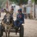 Israeli Forces Seize Donkeys from Gaza, France Welcomes Them as Symbols of Compassion