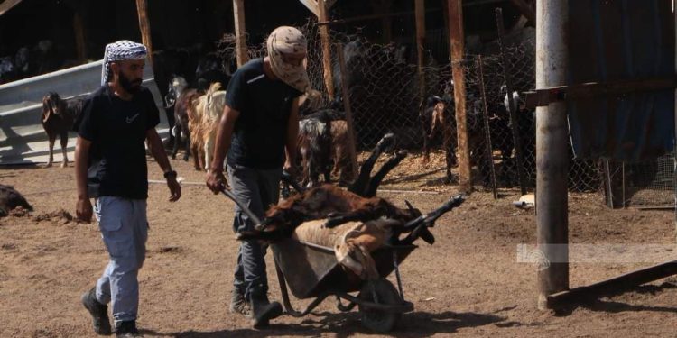 IOF, Settlers Intensify assaults against Palestinians in West Bank